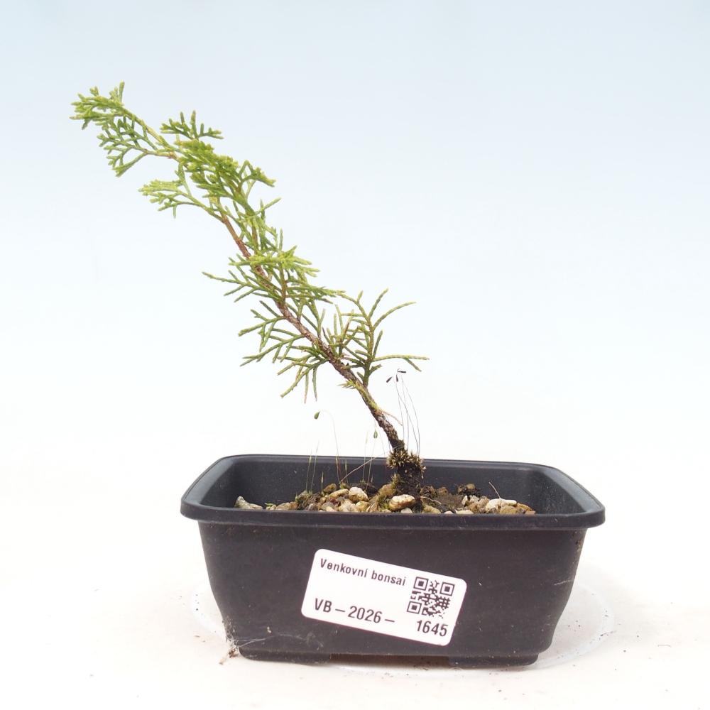 Bonsai für draußen - Juniperus chinensis Itoigawa
