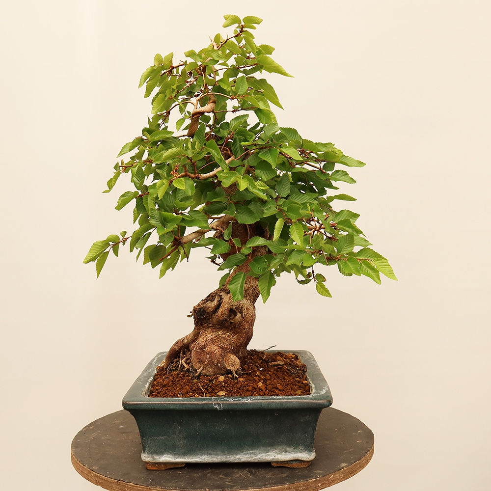 Bonsai für draußen - Karpinus Coreana - Koreanische Hainbuche