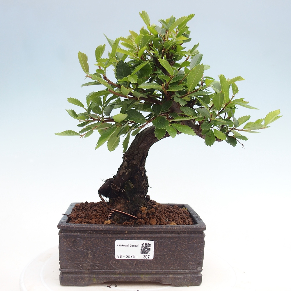 Bonsai für draußen - Zelkova - Zelkova NIRE