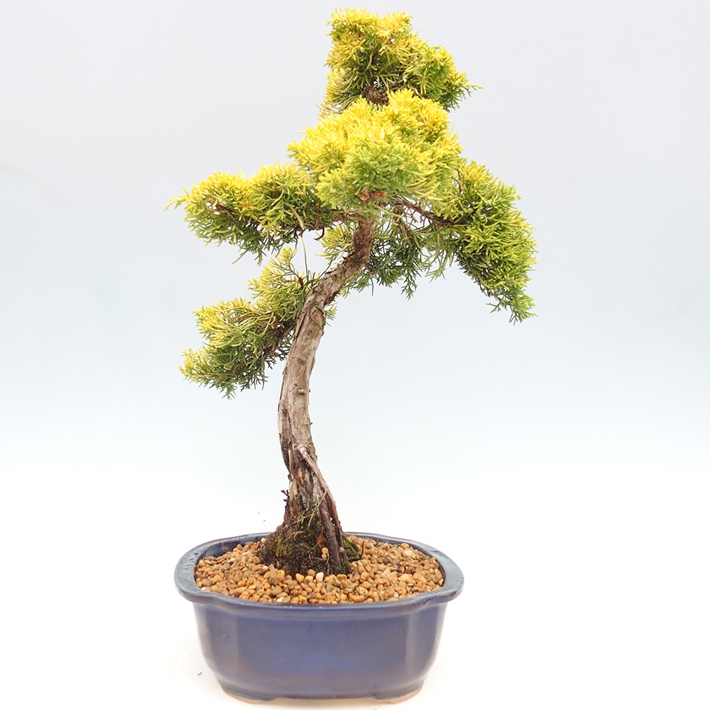 Bonsai für draußen - Juniperus chinensis plumosa aurea