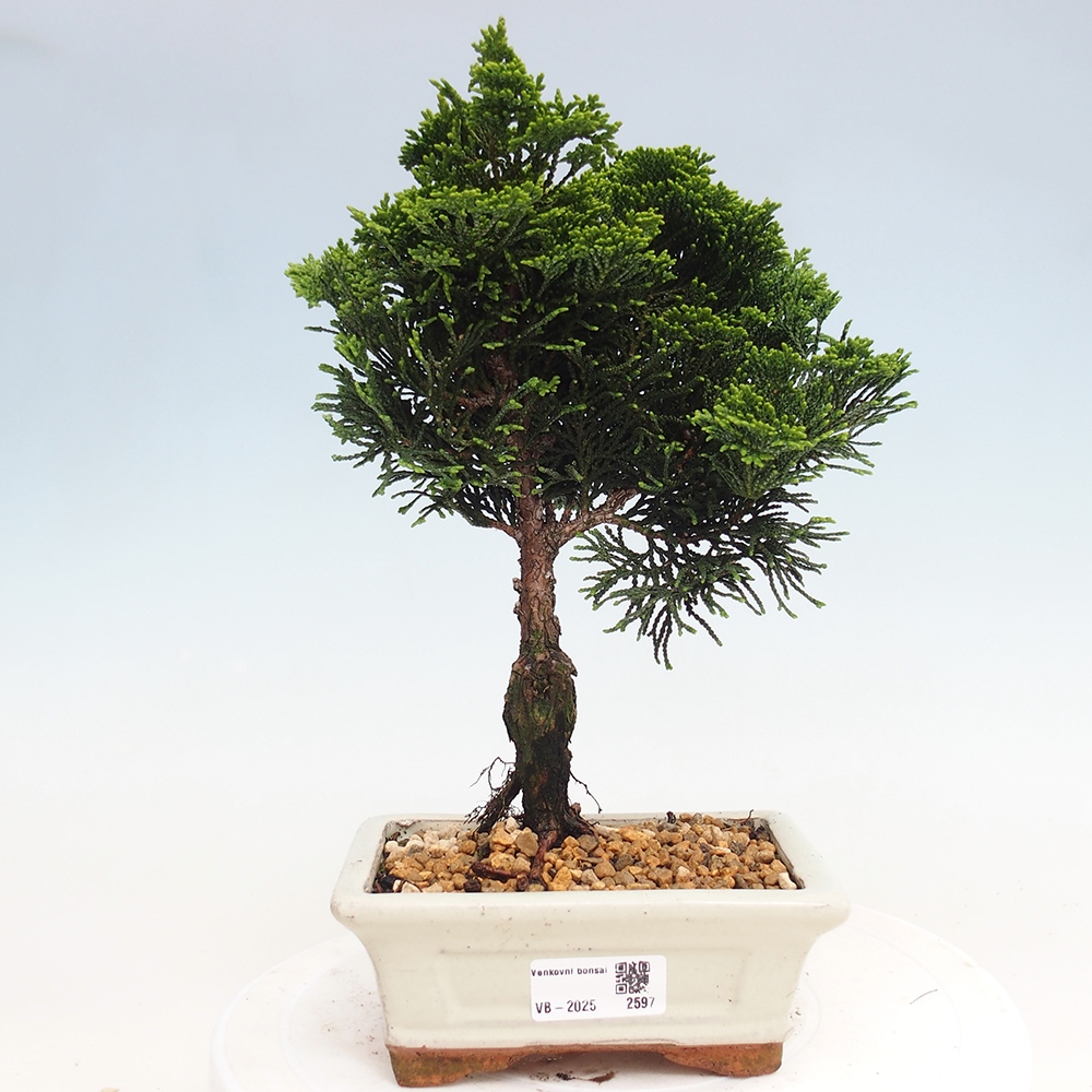 Bonsai für draußen - Cham.pis obtusa Nana Gracilis - Zypresse