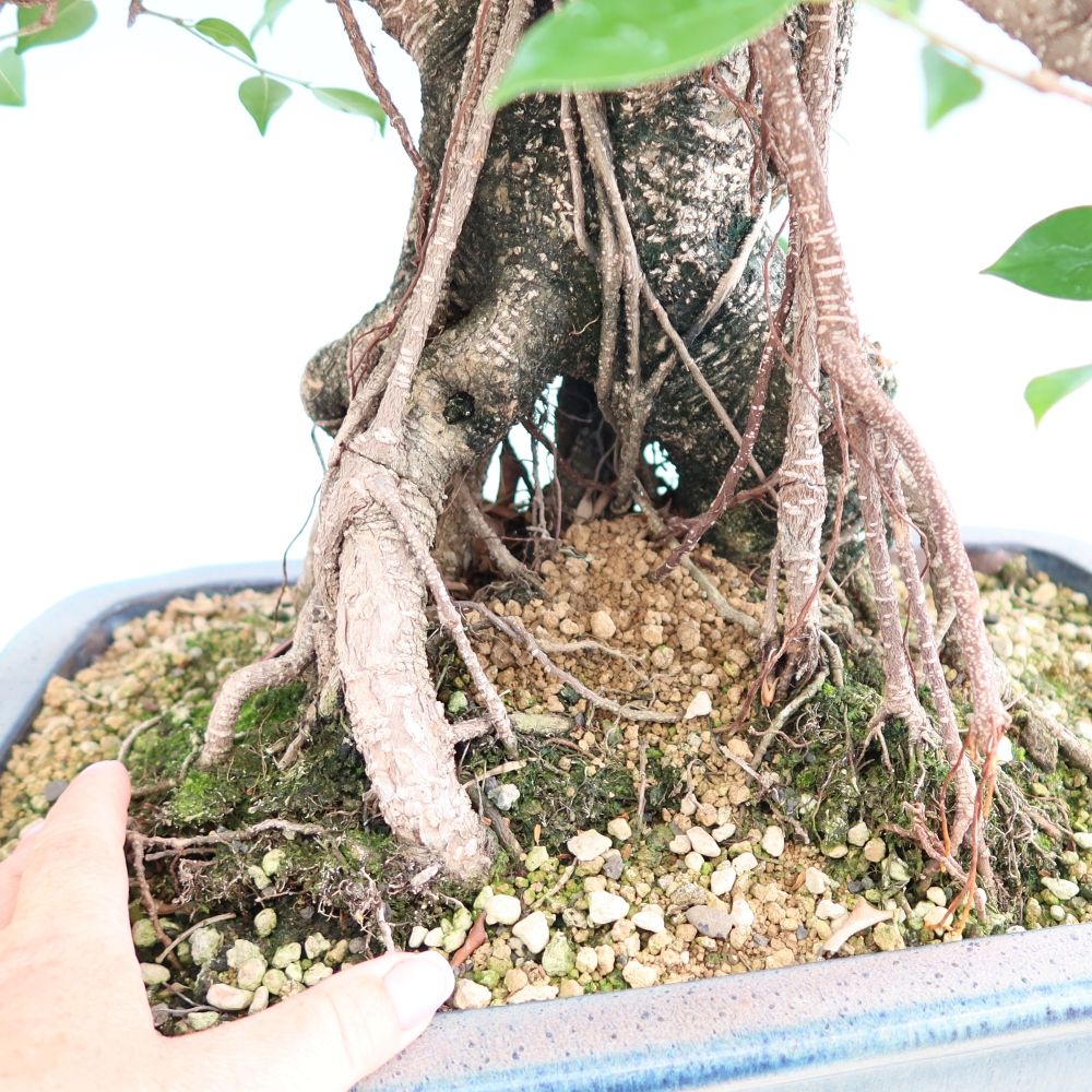 Zimmerbonsai - Ficus kimmen - Kleinblättriger Ficus