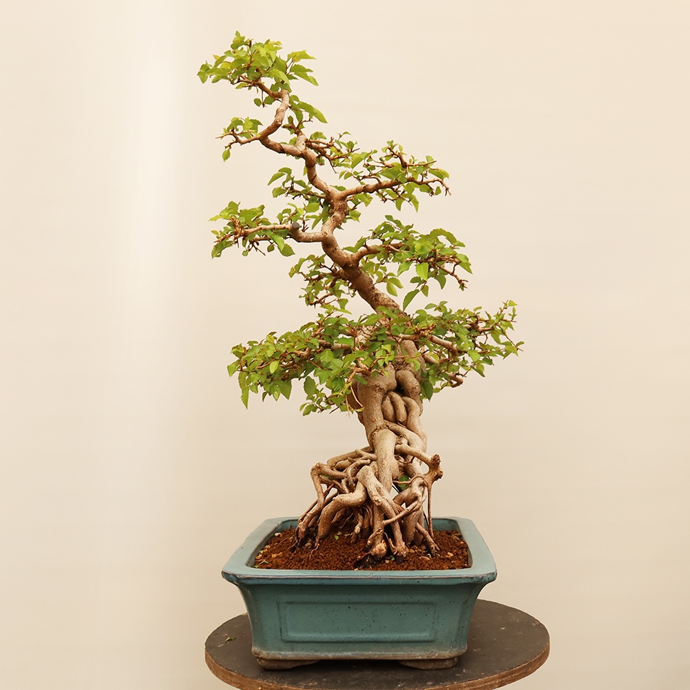 Bonsai für draußen - Karpinus Coreana - Koreanische Hainbuche
