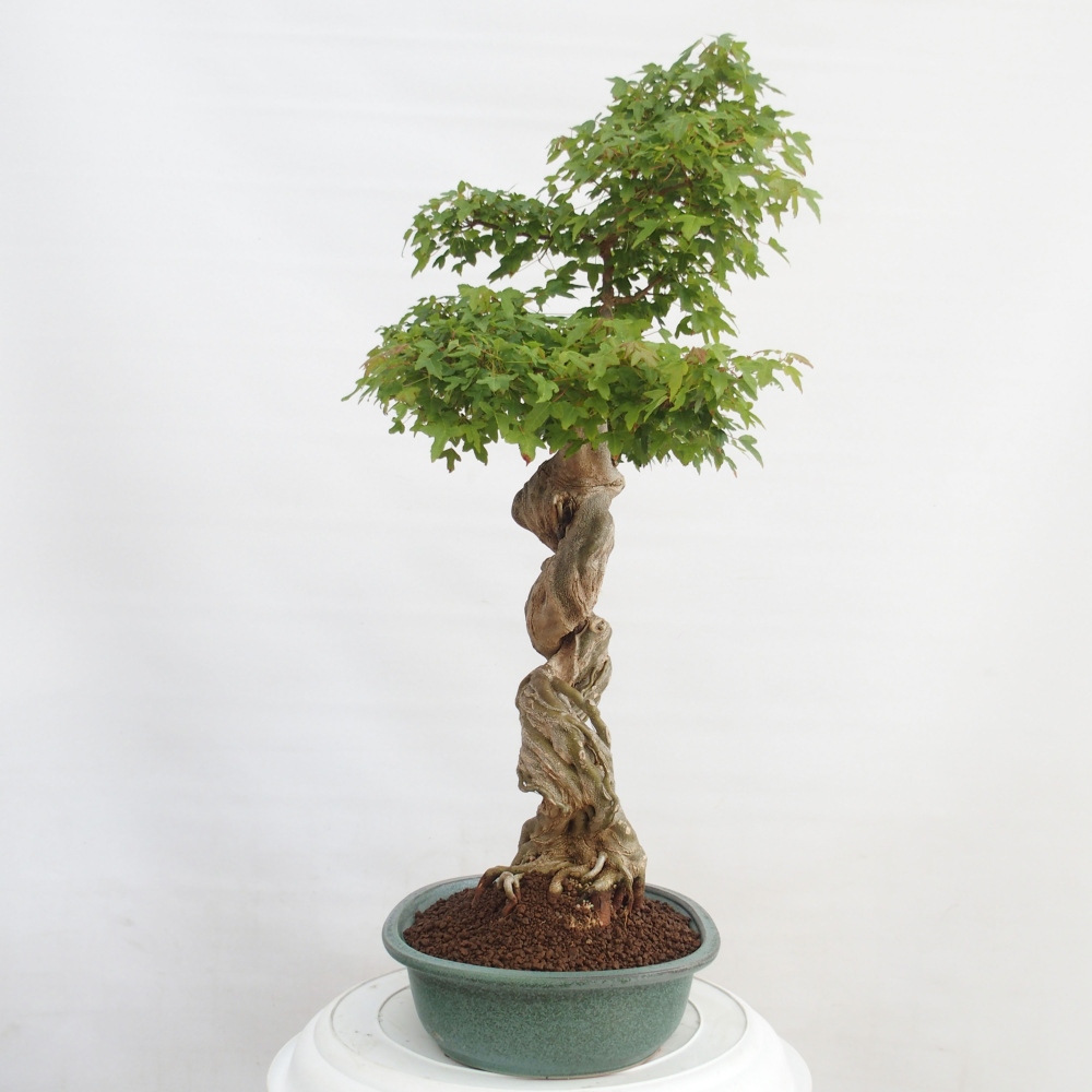 Bonsai für draußen - Acer Buergerianum - Bergahorn