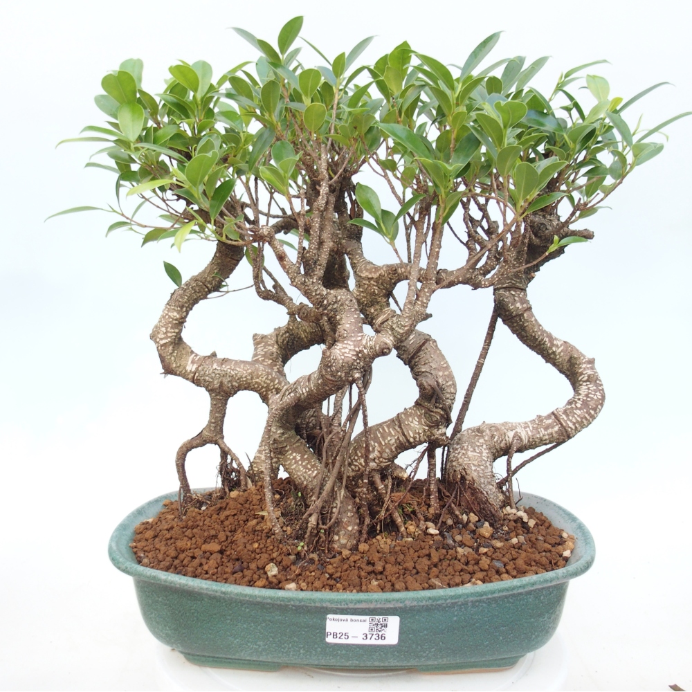 Zimmerbonsai - Ficus kimmen - Kleinblättriger Ficus