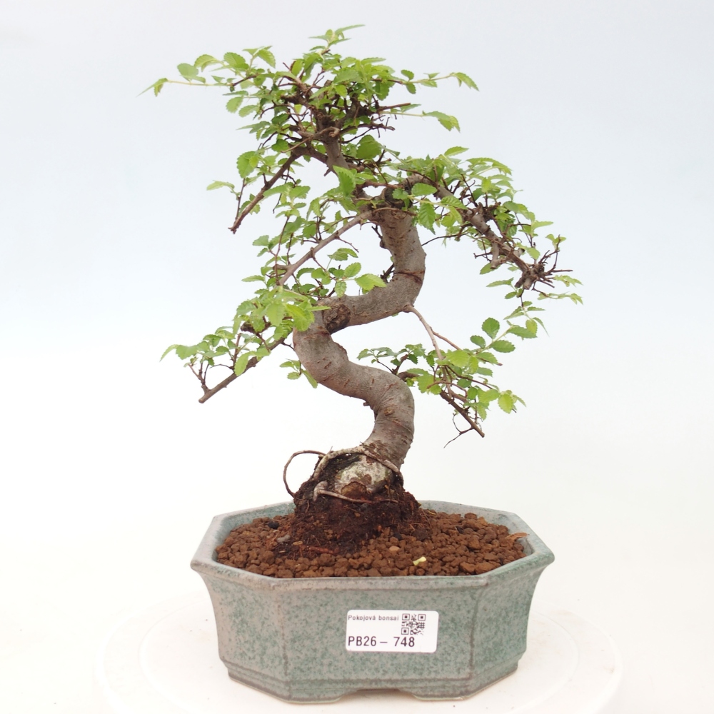 Zimmerbonsai - Ulmus parvifolia - Kleinblättrige Ulme