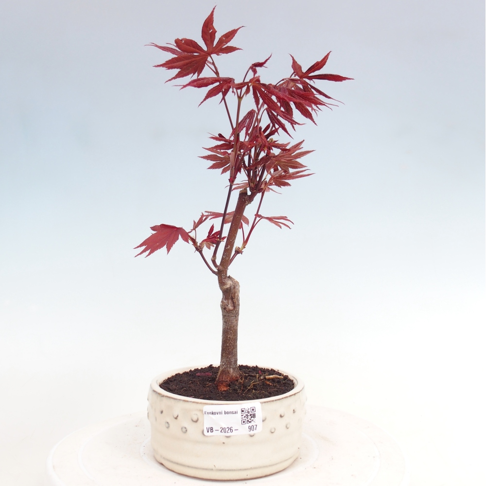 Bonsai für draußen - Acer-Palme. Atropurpureum-Javor palmate