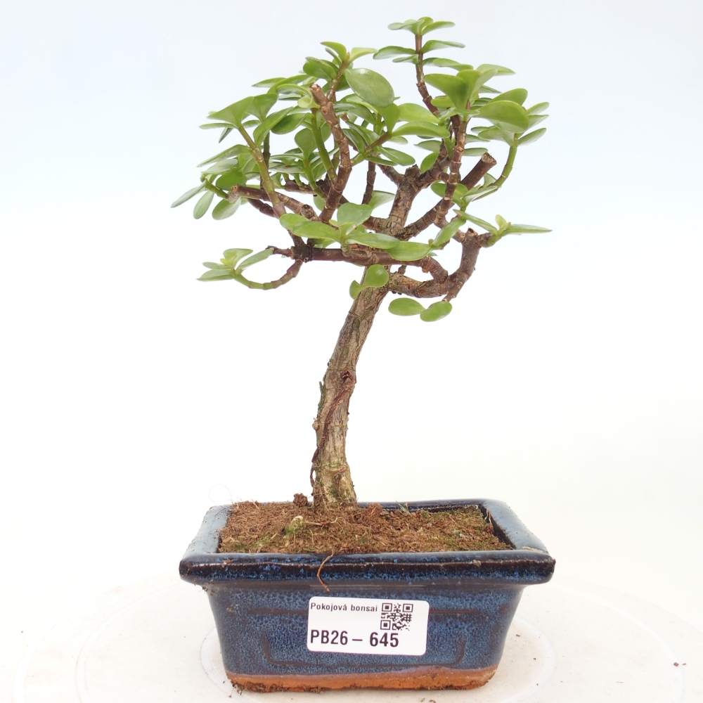 Zimmer Bonsai - Portulakaria Afra - Tlustice