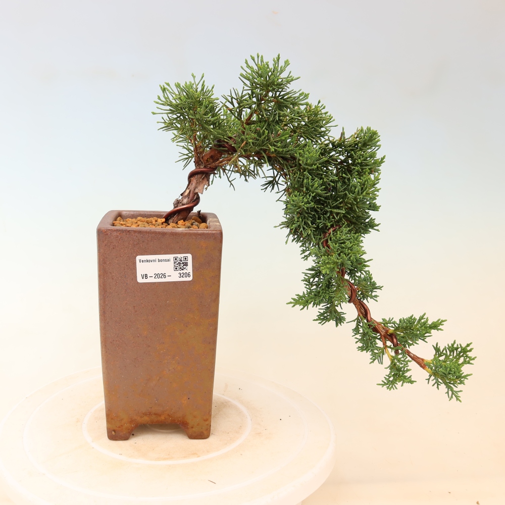 Bonsai für draußen - Juniperus chinensis Kishu