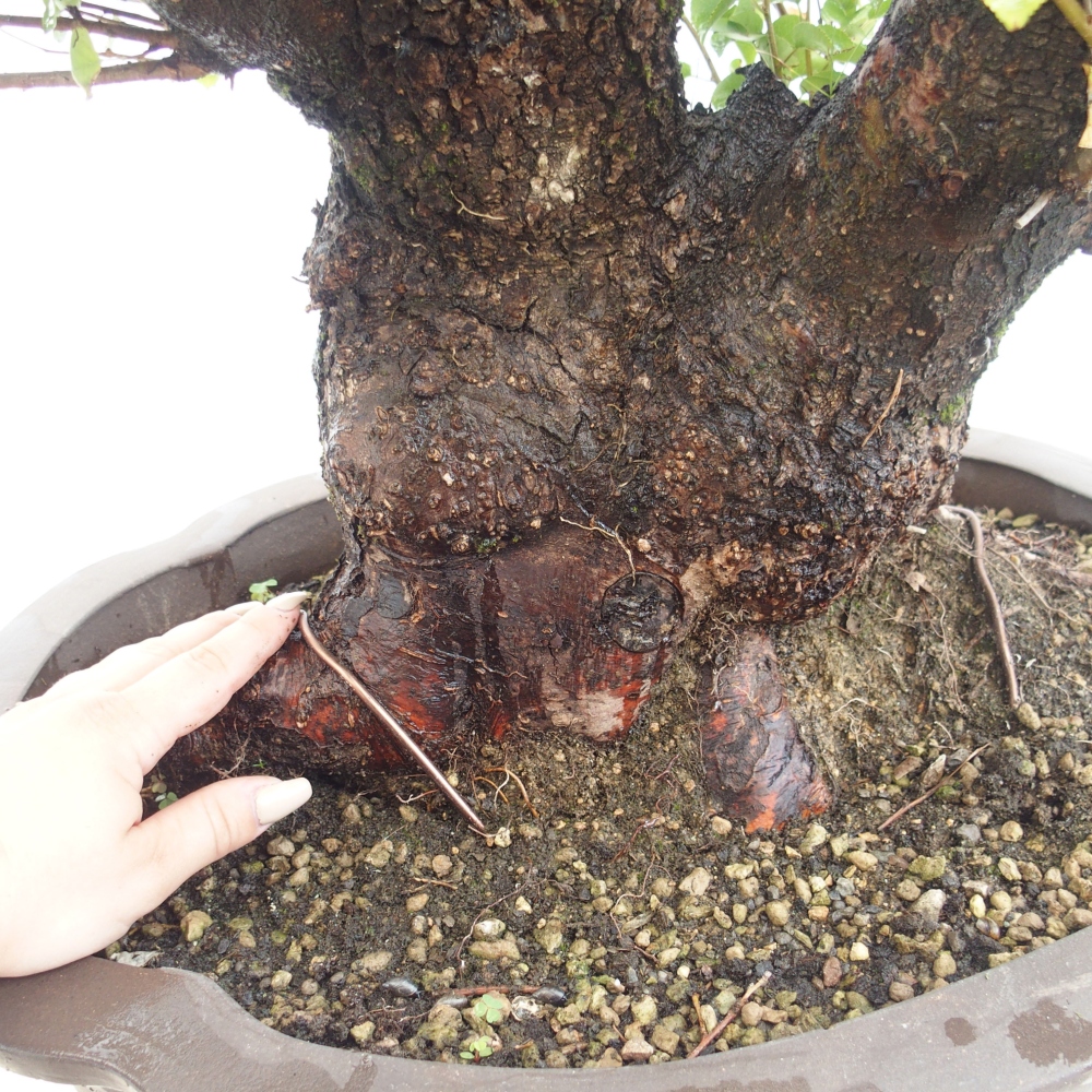 Bonsai für draußen - Mahalebka - Prunus mahaleb