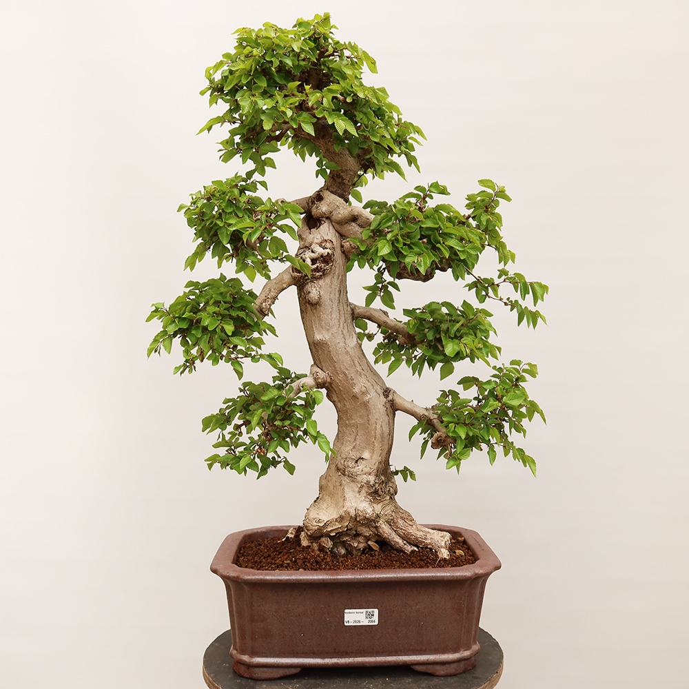 Bonsai für draußen - Karpinus Coreana - Koreanische Hainbuche