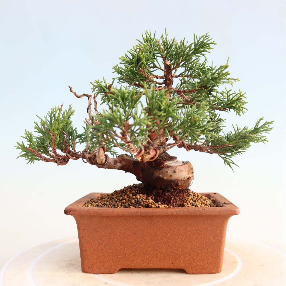 Bonsai für draußen - Juniperus chinensis Itoigawa