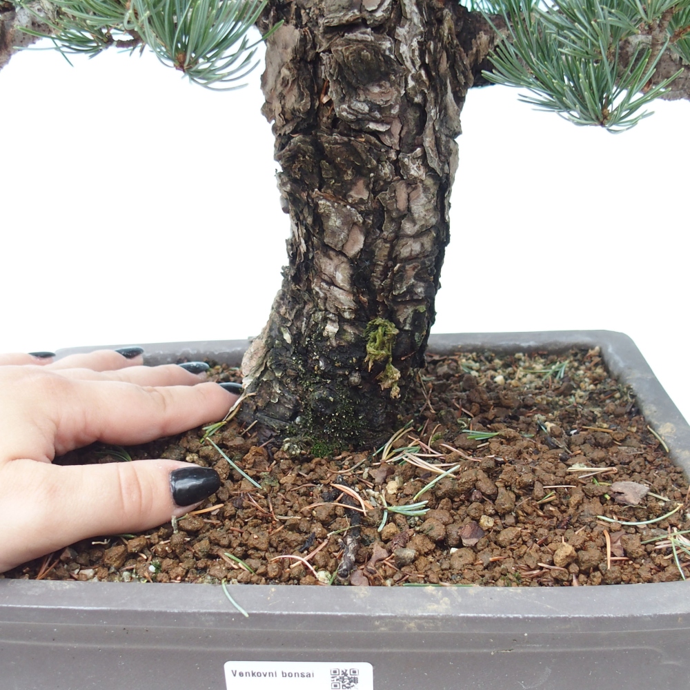Bonsai für draußen - Pinus parviflora - Pinus parviflora