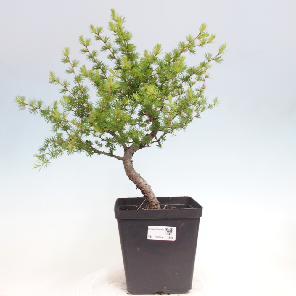 Bonsai für draußen -Larix decidua - Lärche