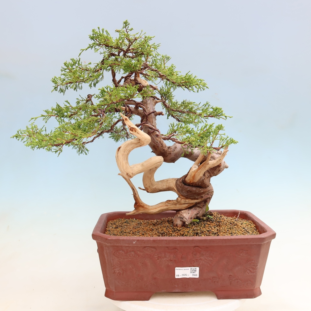 Bonsai für draußen - Juniperus chinensis Itoigawa-Juniperus chinensis