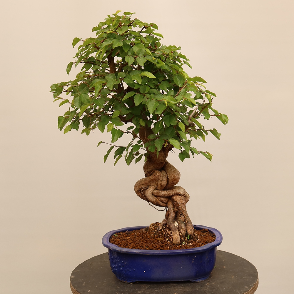 Bonsai für draußen - Karpinus Coreana - Koreanische Hainbuche