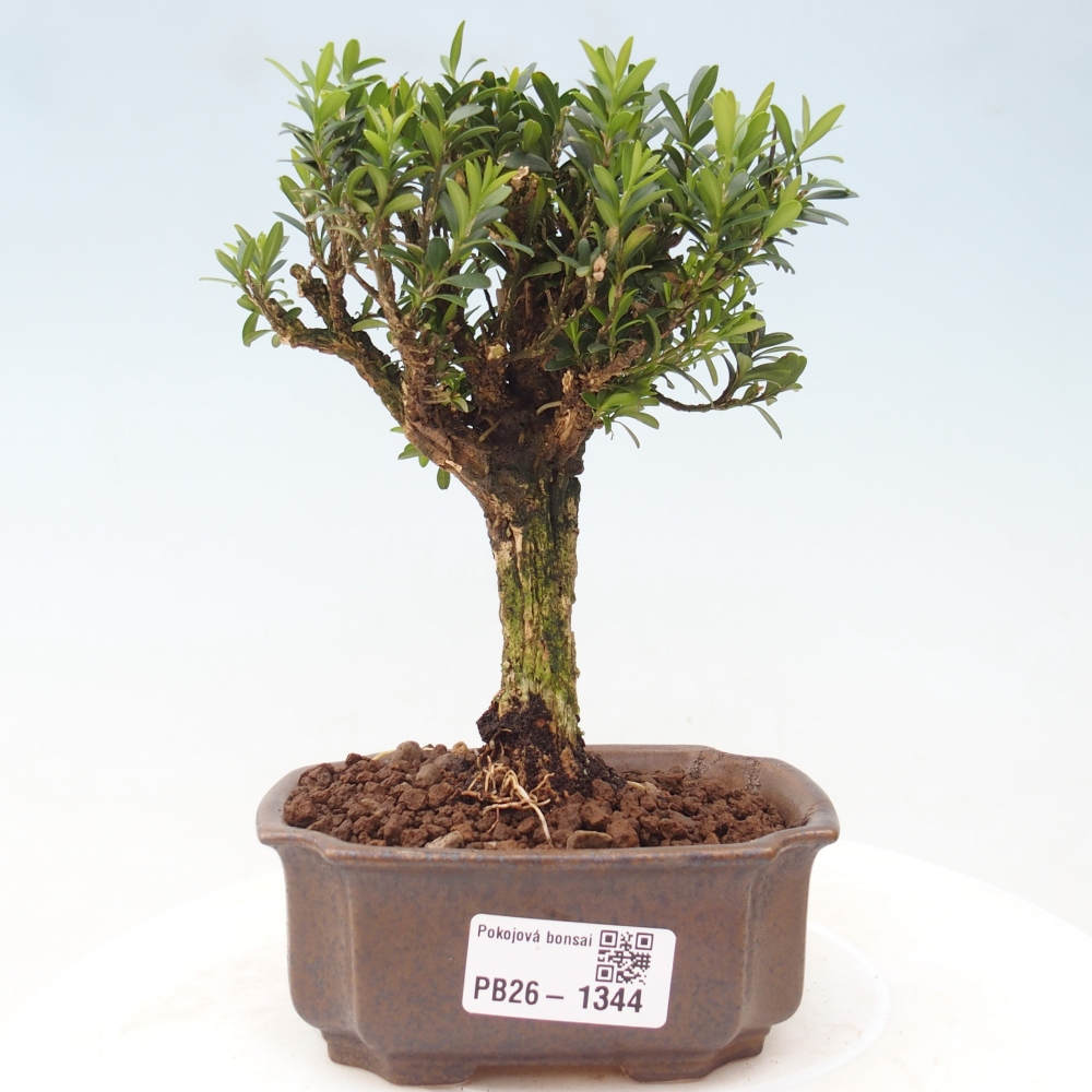 Zimmer Bonsai - Buxus harlandii - Korkbuxus