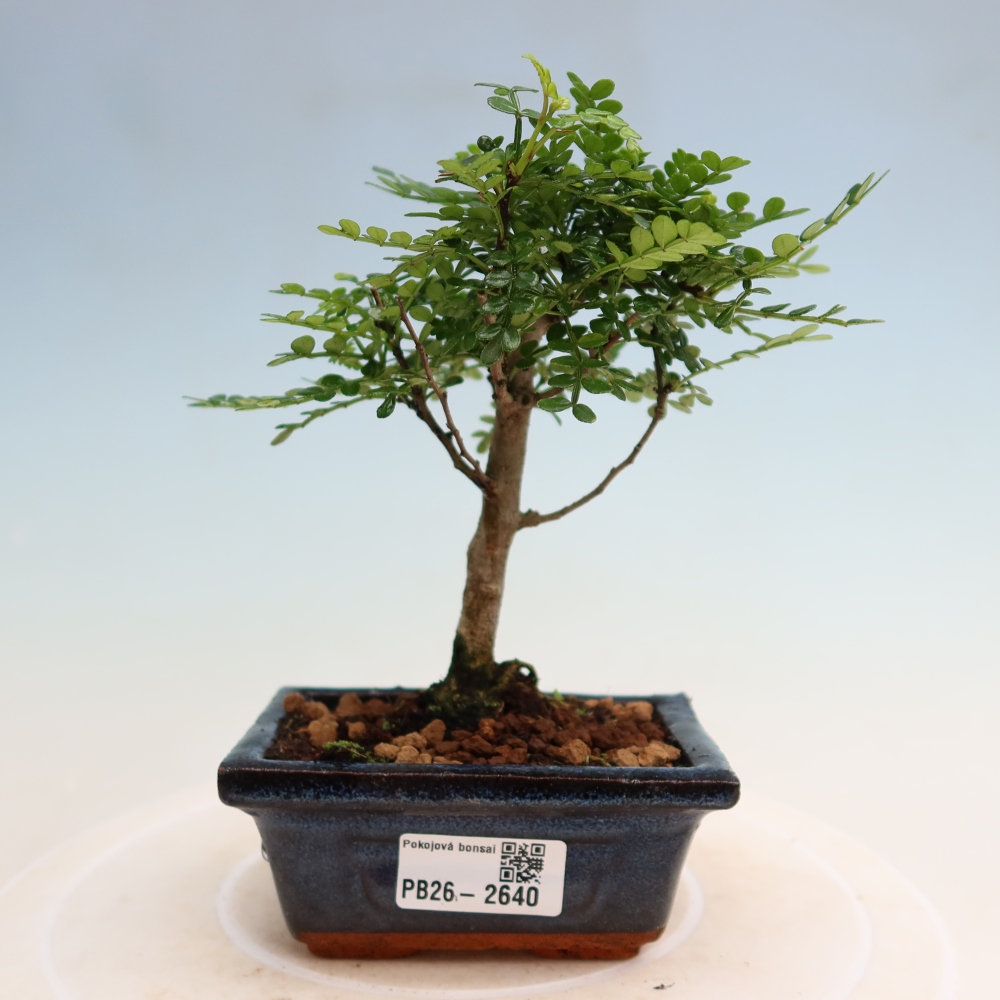 Zimmer Bonsai - Zantoxylum piperitum - Pfefferbaum