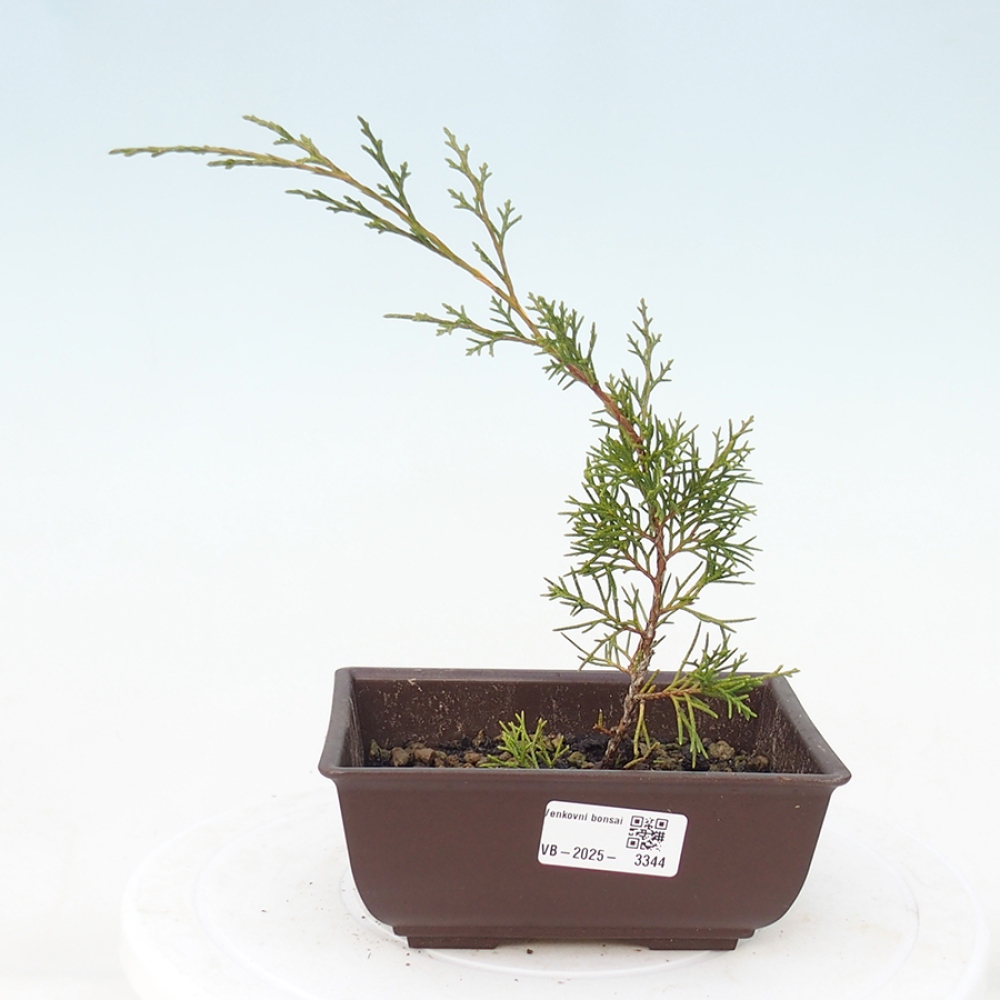 Bonsai für draußen - Juniperus chinensis Itoigawa