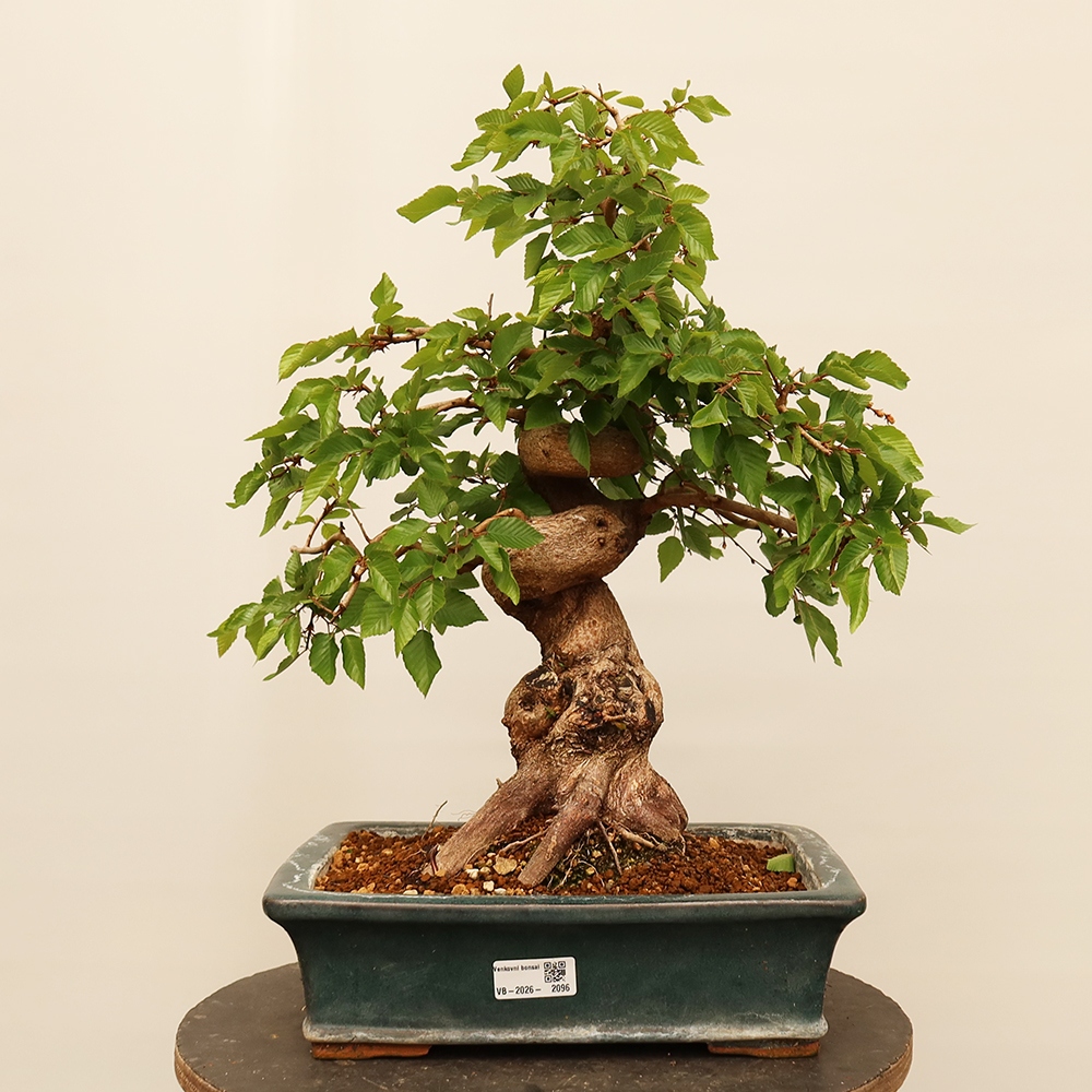 Bonsai für draußen - Karpinus Coreana - Koreanische Hainbuche