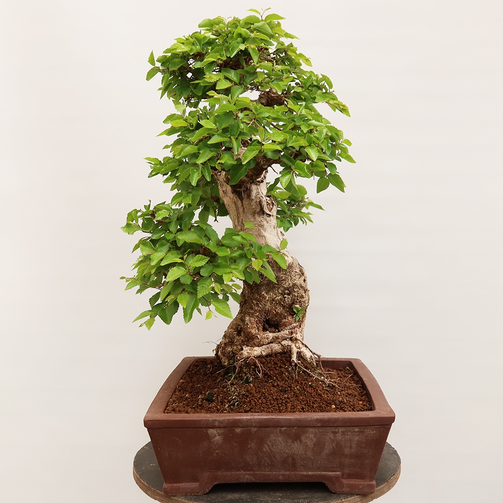 Bonsai für draußen - Karpinus Coreana - Koreanische Hainbuche