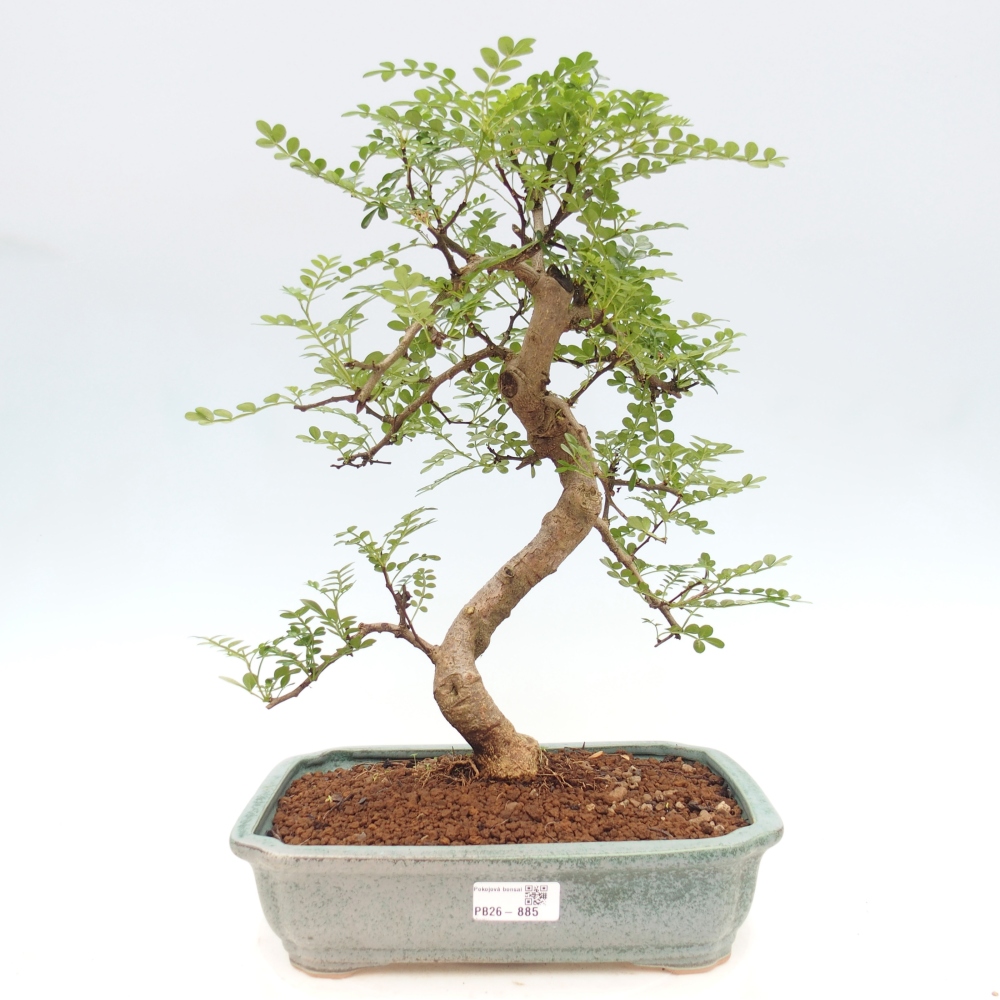 Zimmer Bonsai - Zantoxylum piperitum - Pfefferbaum