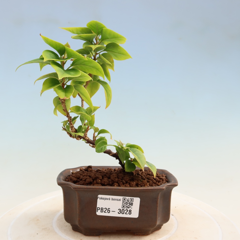 Zimmer Bonsai - Bouganwilea