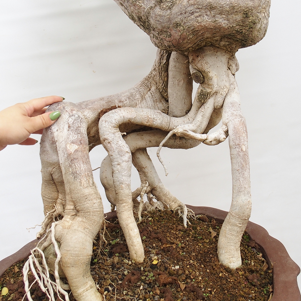 Zimmer Bonsai - Bouganwilea