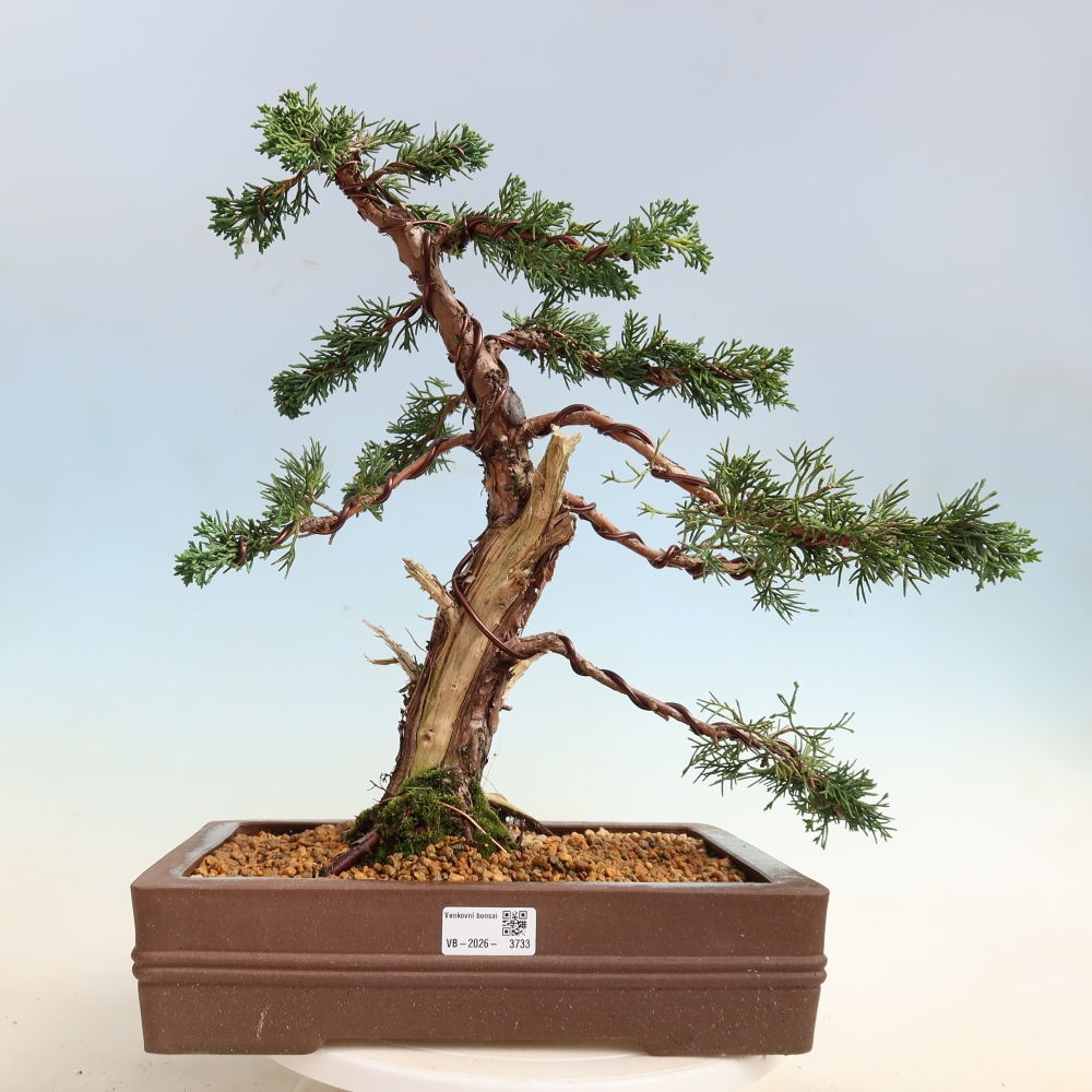 Bonsai für draußen - Juniperus chinensis Kishu