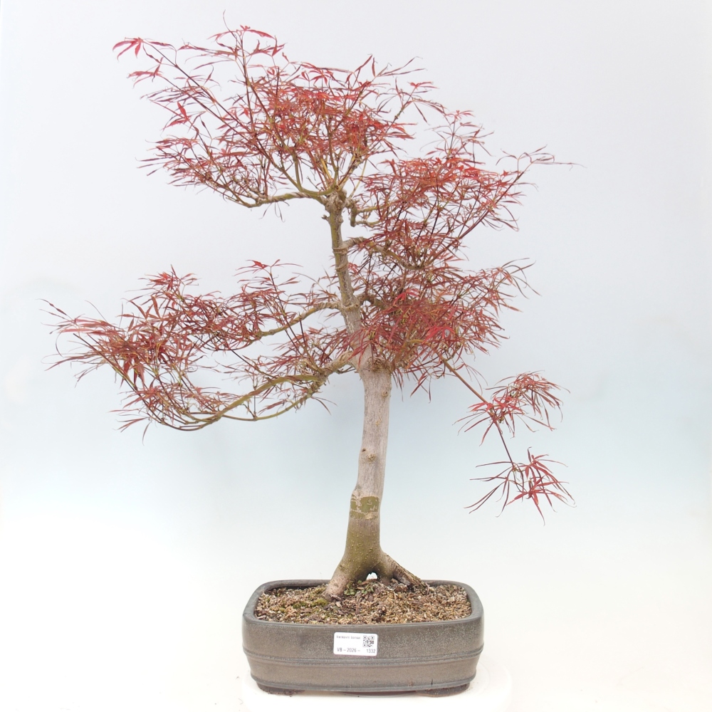 Bonsai für draußen - Acer palmatum RED PYGMY