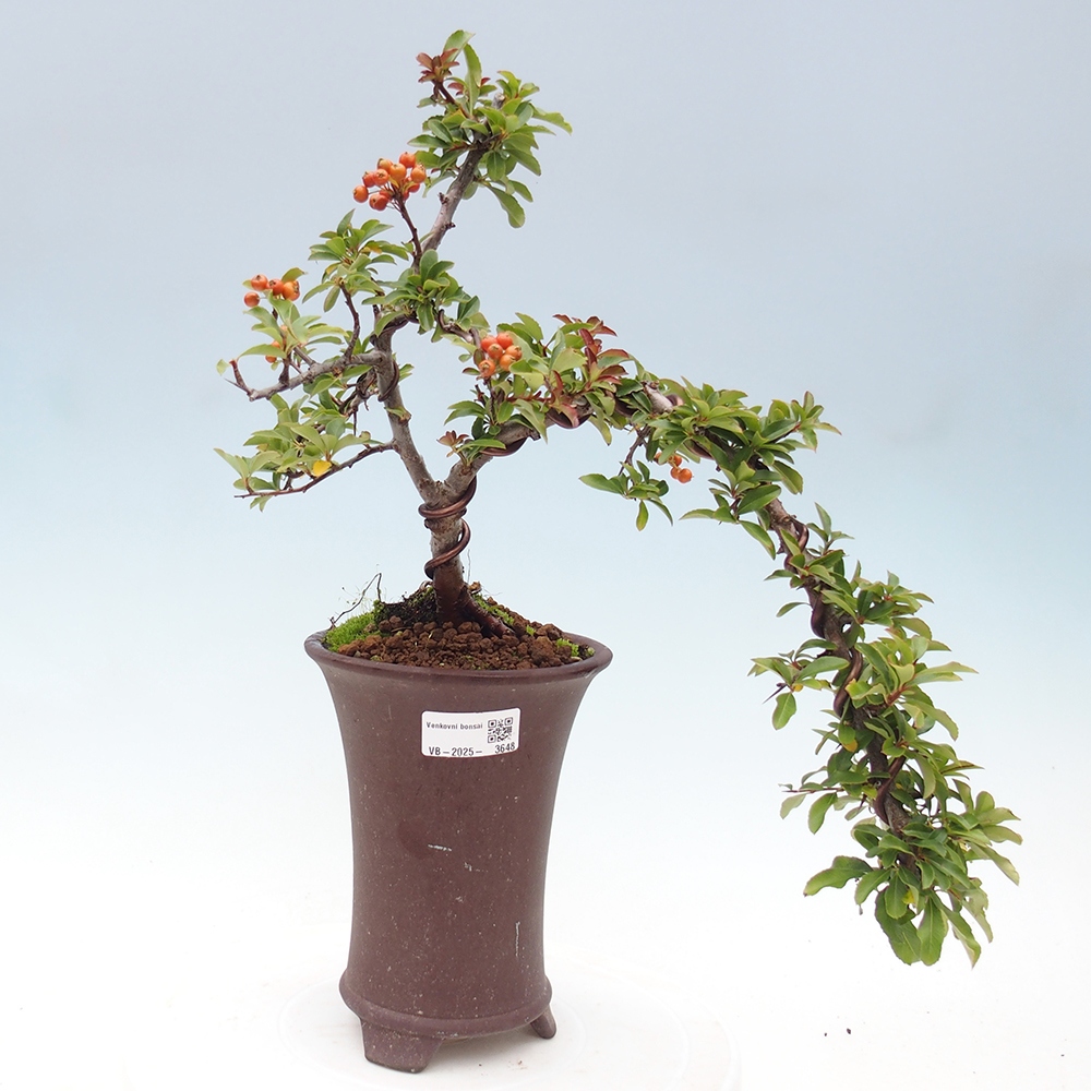 Freiland-Bonsai-Pyracantha Teton -Hlox