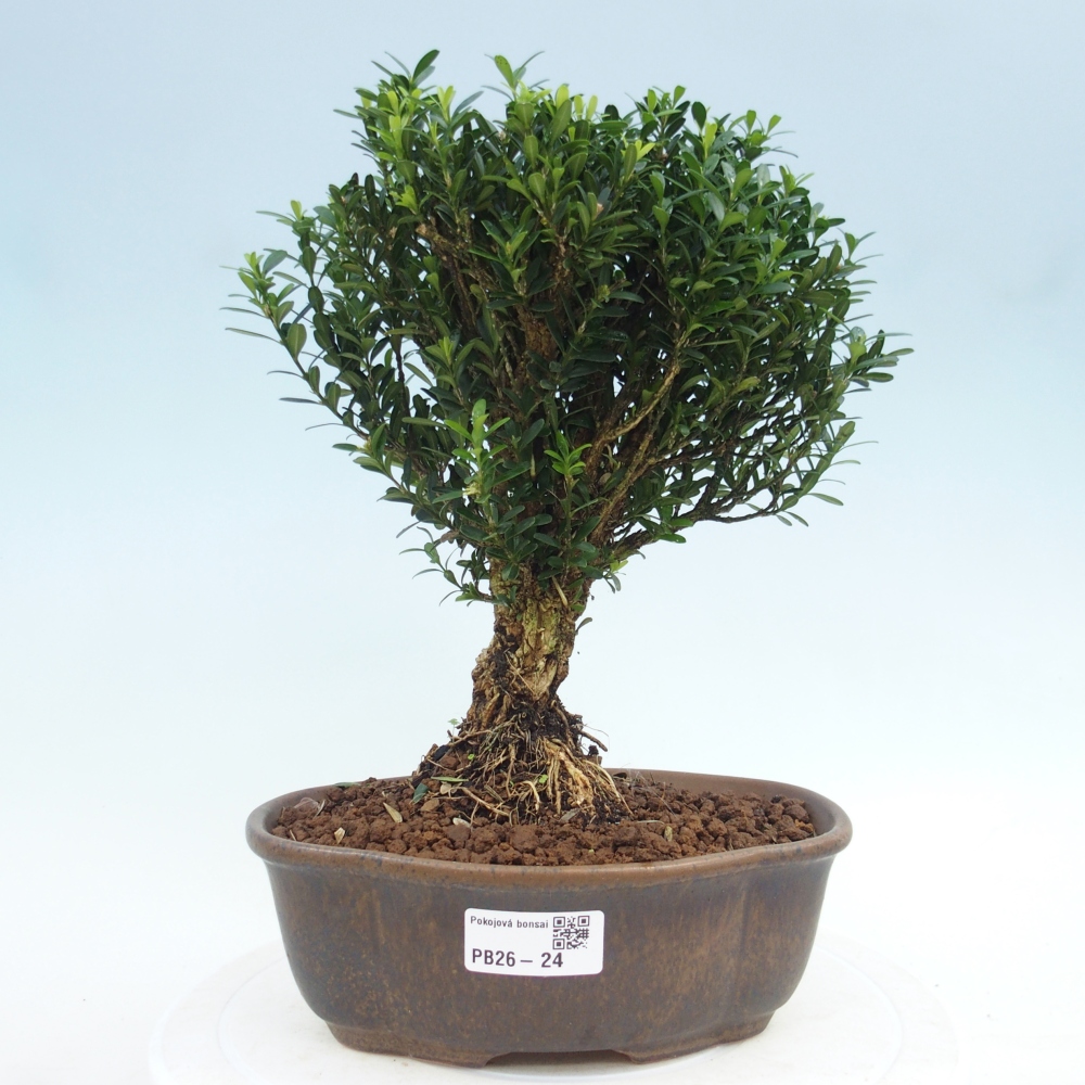 Zimmer Bonsai - Buxus harlandii - Korkbuxus