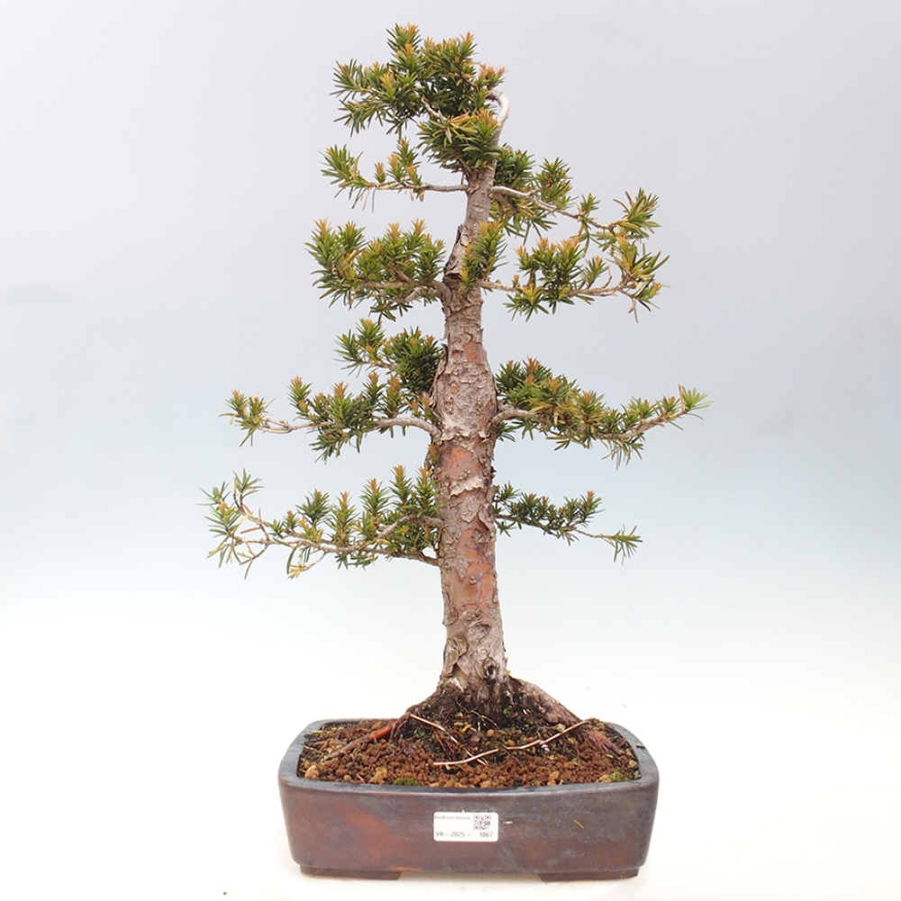 Bonsai für draußen - Taxus cuspidata - Japanische Eibe