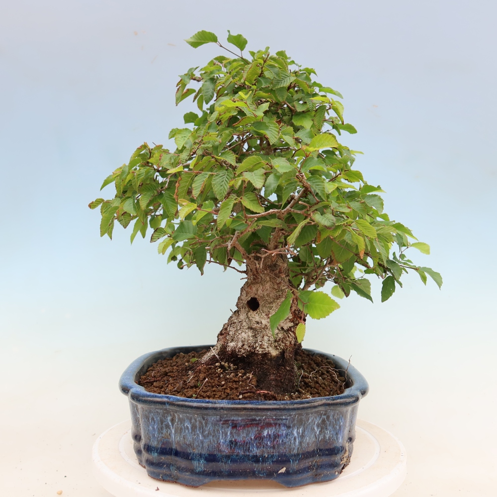 Bonsai für draußen - Karpinus Coreana - Koreanische Hainbuche