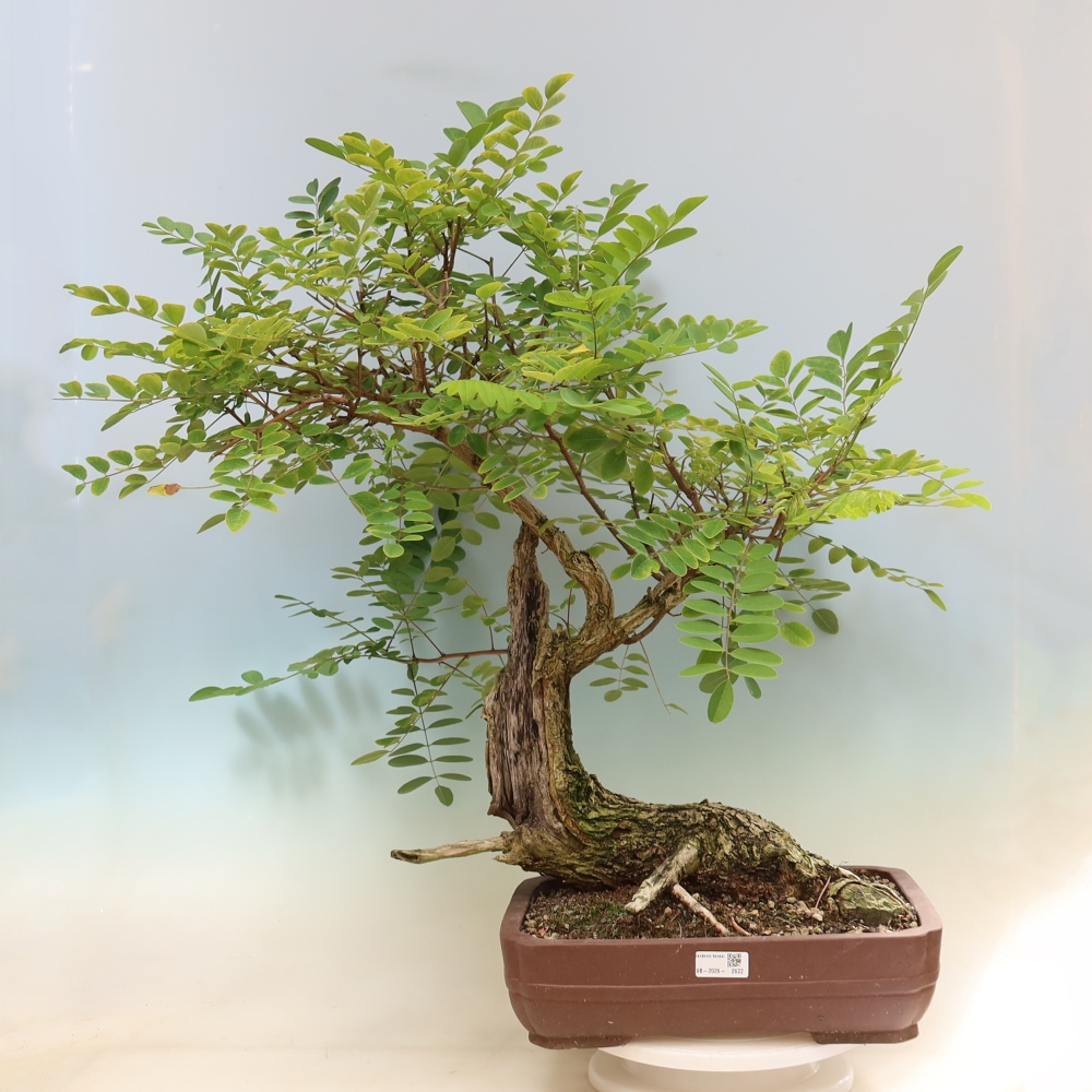 Bonsai für draußen - Dorn-Akazie - Robinia pseudoacacia