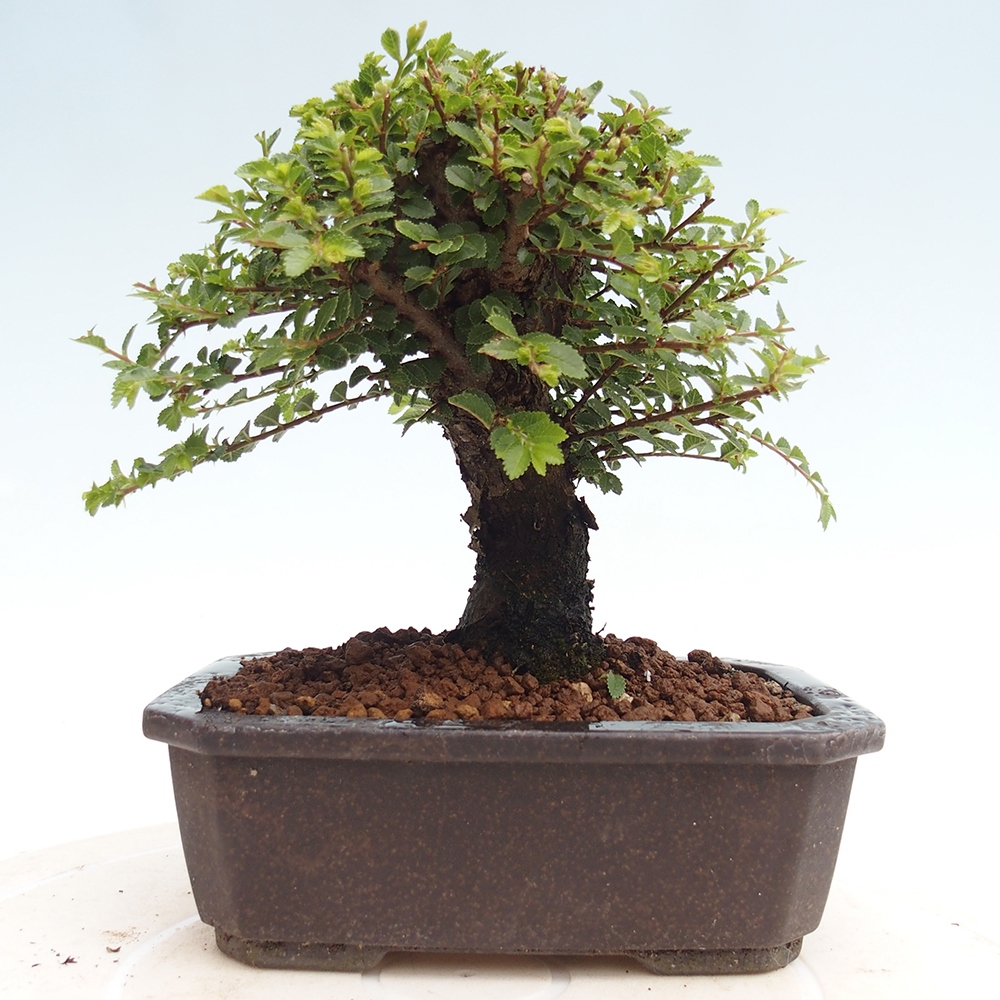 Bonsai für draußen - Ulmus parvifolia Hokkaido - Chinesische Ulme
