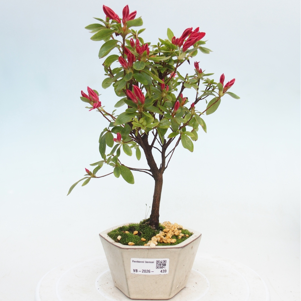 Bonsai für draußen - Japanische Azalee - Azalea sp.