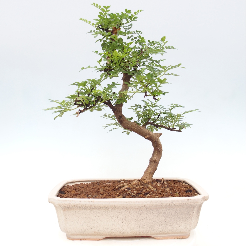 Zimmer Bonsai - Zantoxylum piperitum - Pfefferbaum