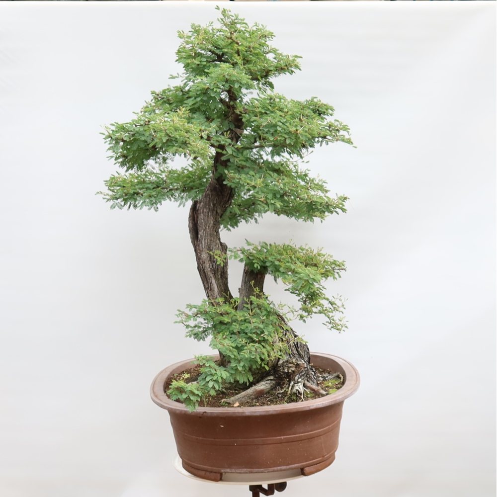 Zimmer Bonsai - Akazien Arabica