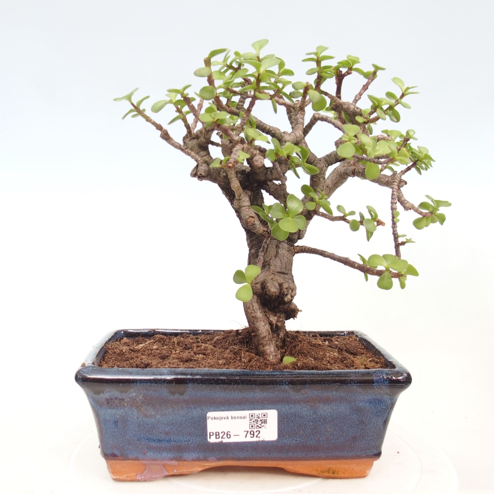 Zimmer Bonsai - Portulakaria Afra - Tlustice