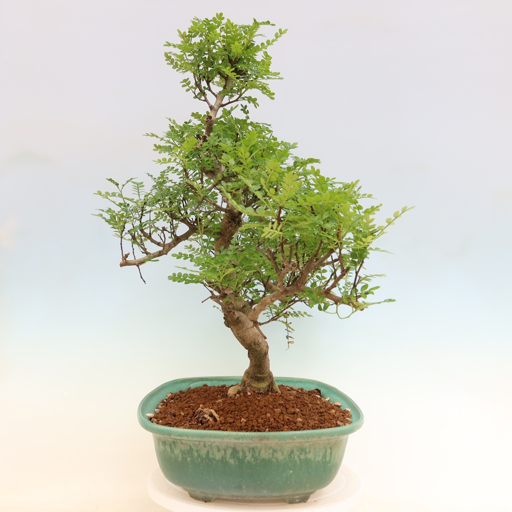 Zimmer Bonsai - Zantoxylum piperitum - Pfefferbaum