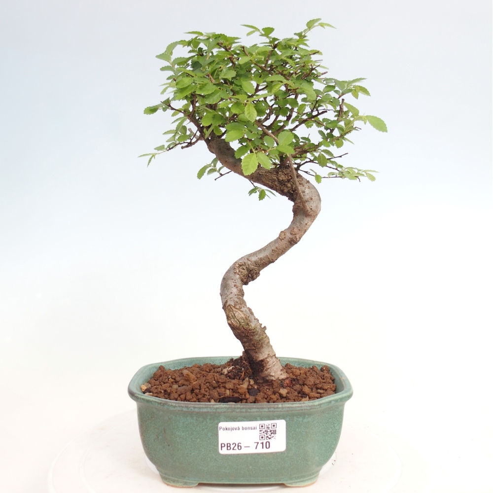 Zimmerbonsai - Ulmus parvifolia - Kleinblättrige Ulme