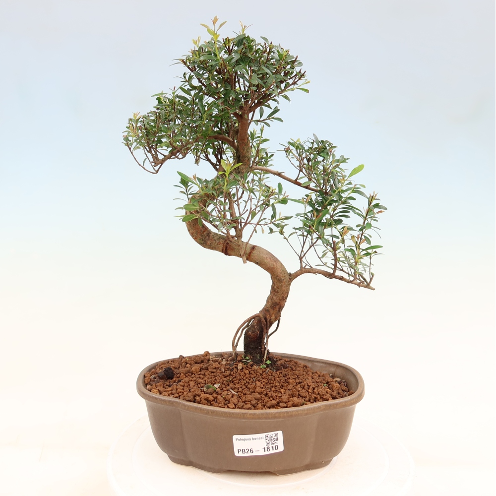 Zimmer Bonsai - Syzygium - Piment