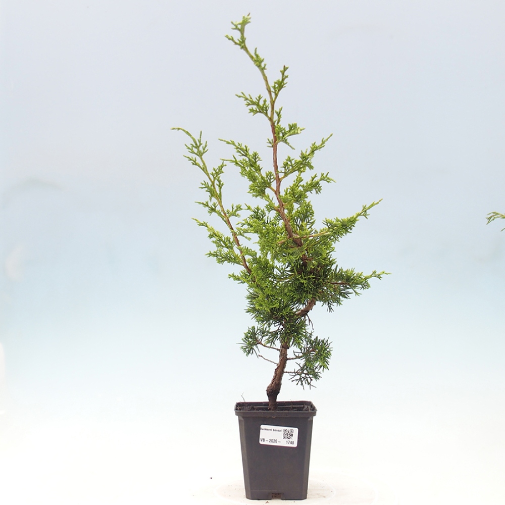 Bonsai für draußen - Juniperus chinensis Itoigawa