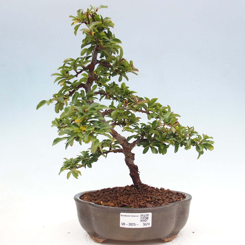 Freiland-Bonsai-Pyracantha Teton -Hlox