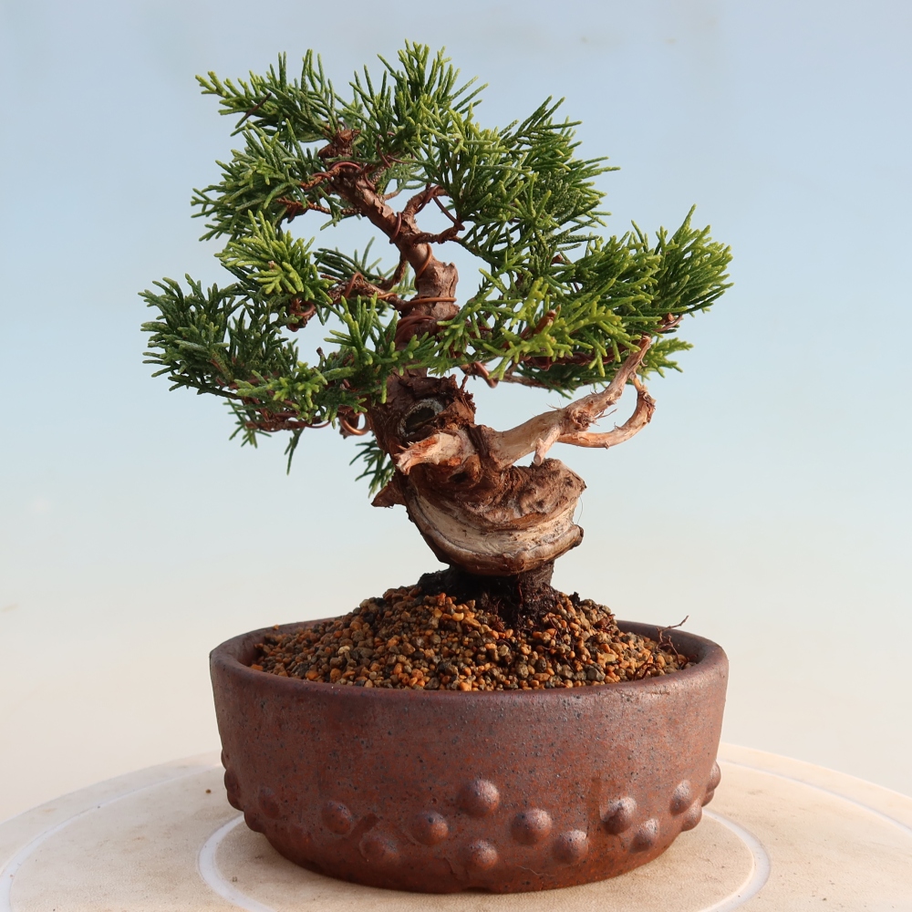 Bonsai für draußen - Juniperus chinensis Itoigawa