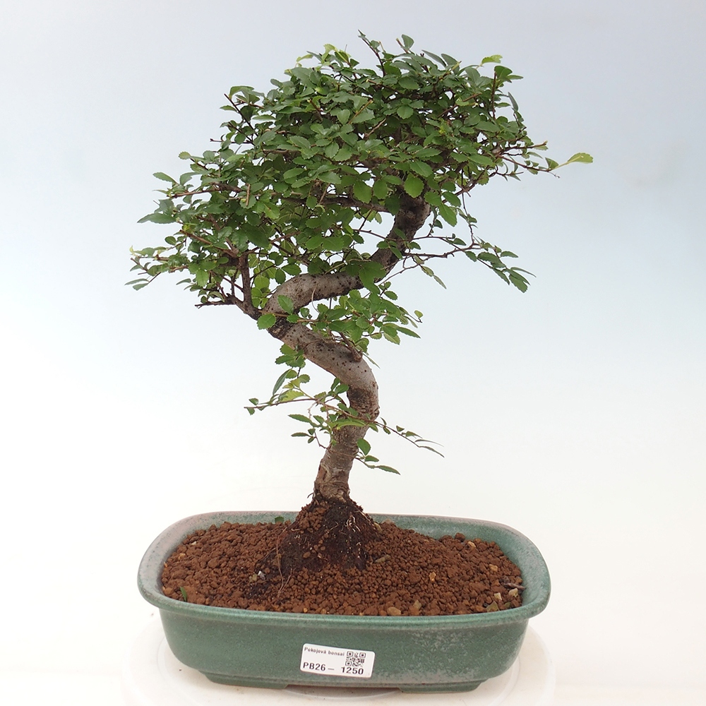 Zimmerbonsai - Ulmus parvifolia - Kleinblättrige Ulme