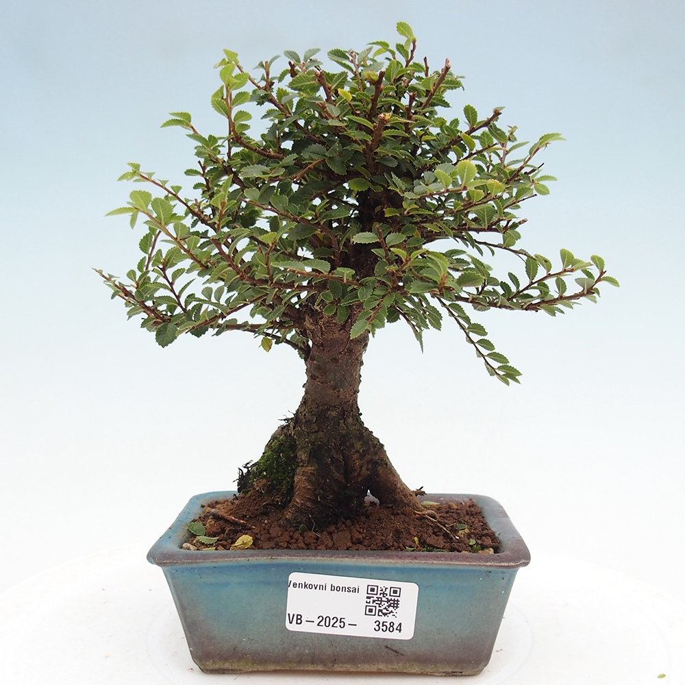 Bonsai für draußen - Ulmus parvifolia Hokkaido - Chinesische Ulme