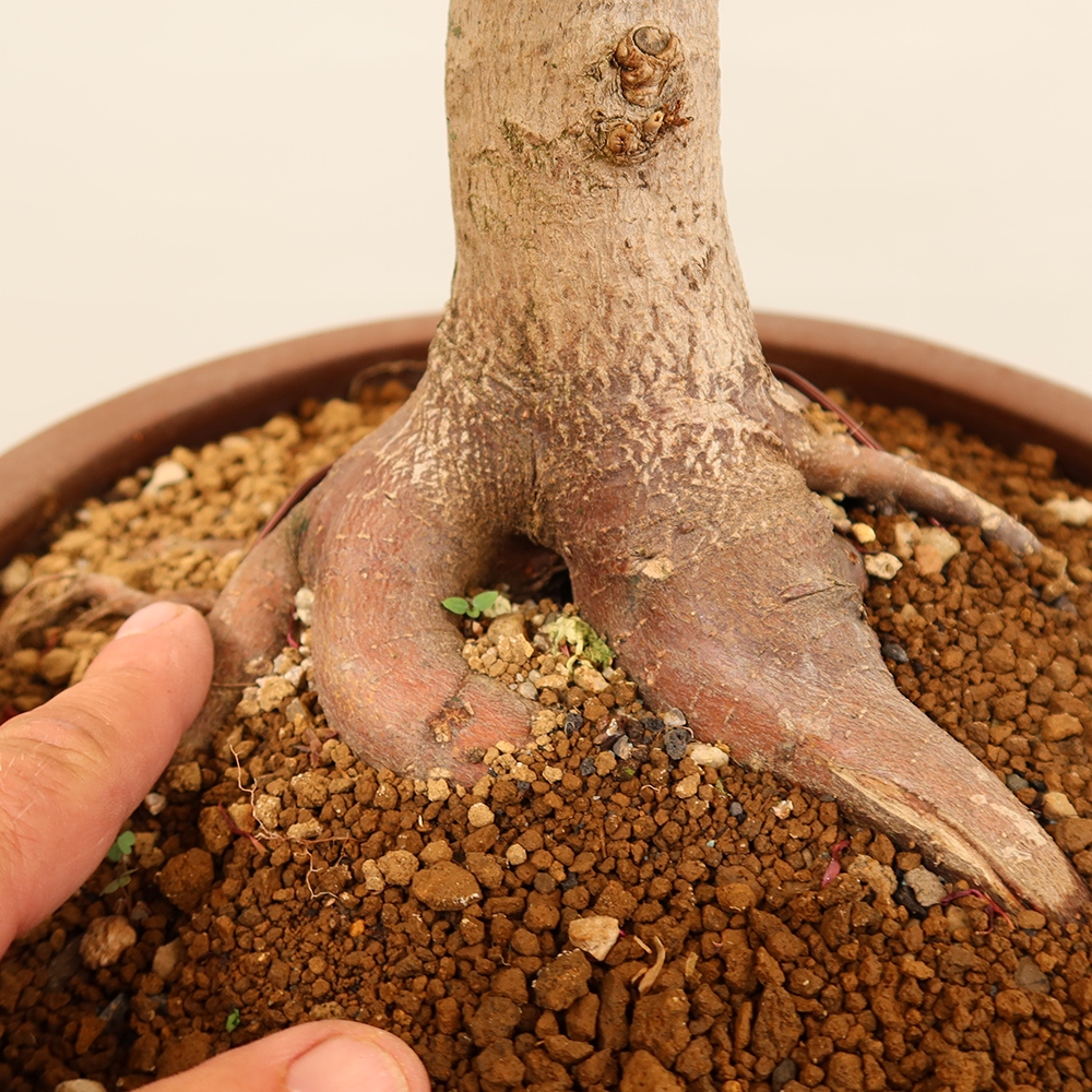 Bonsai für draußen - Ahorn palmatum - Palmen