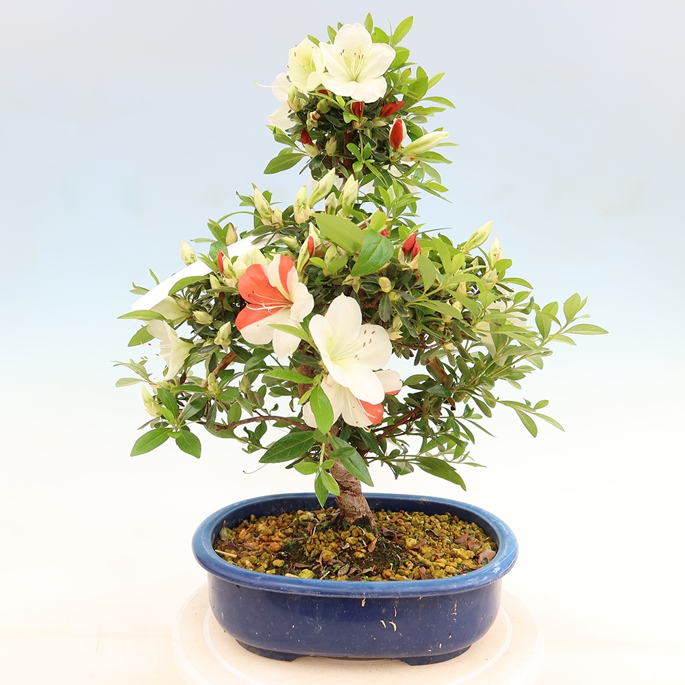 Bonsai für draußen - Japanische Azalee - Azalee Asahi-no-izumi